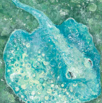 Stingray