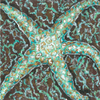 mosaic starfishlow res