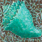 conch shell