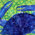 Blue Crab1