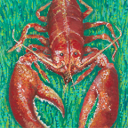 Lobster