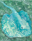 Stingray