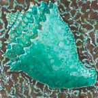 conch shell low res