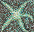 mosaic starfishlow res