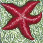 Star Fish