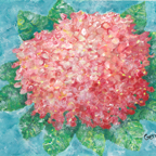 hydrangea pink small