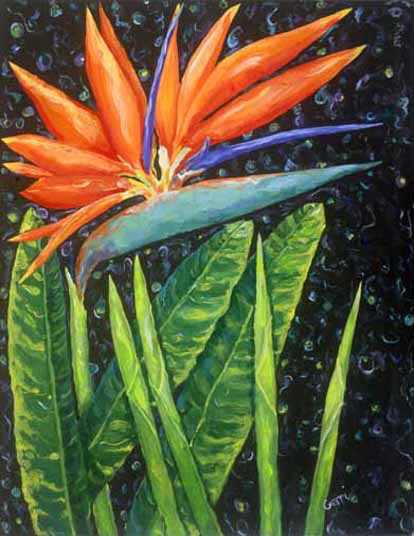 Bird of Paradise