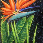 bird of paradise thumbnail