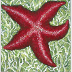 starfish