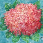 hydrangea pink small